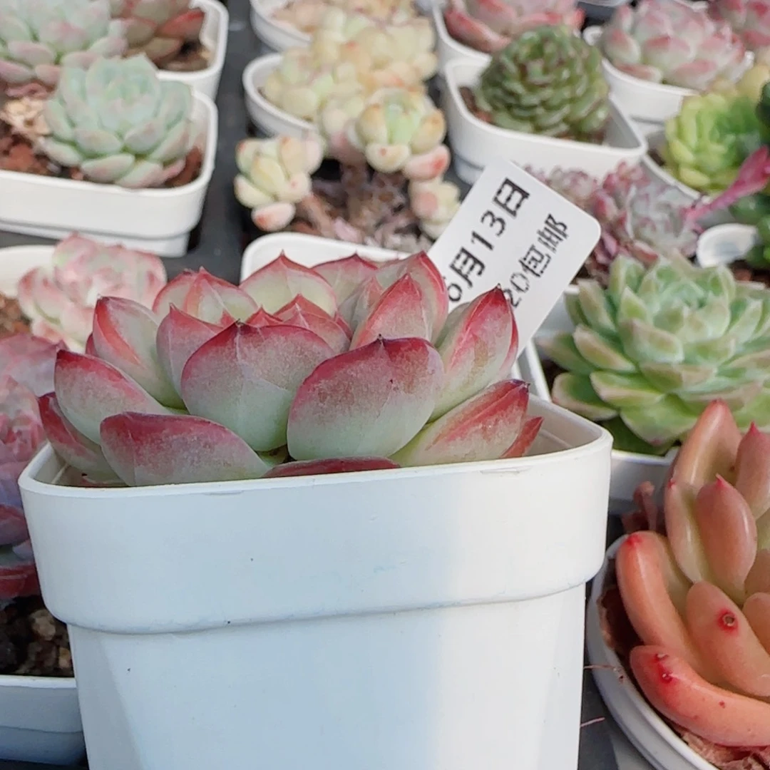 战****花语逸镜-0613-33