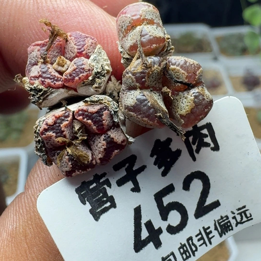 蝴蝶勋章