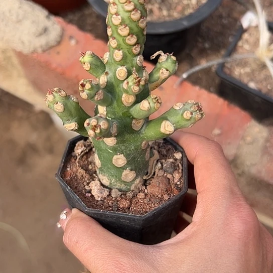 浅**无刺霸王鞭4667777