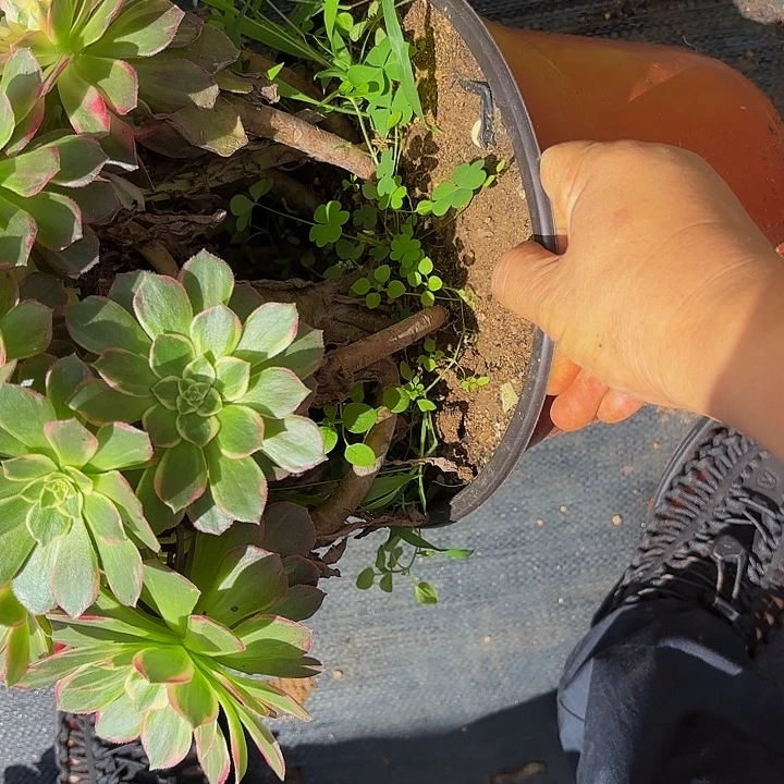多肉植物万花筒107个