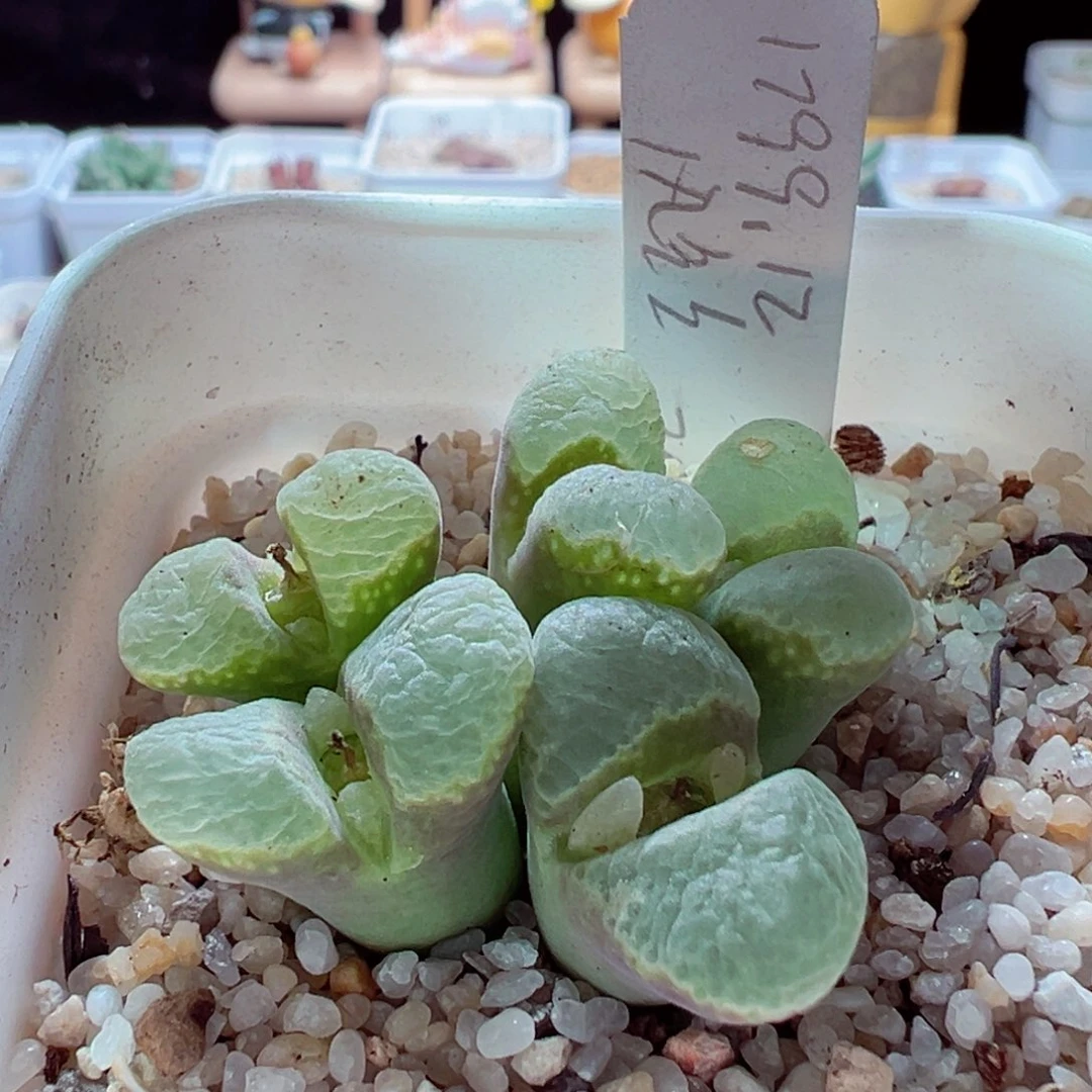 1217-510多肉多肉