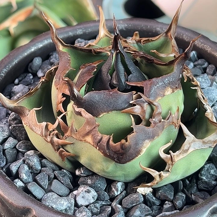 无花朵龙舌兰仁王冠黑王