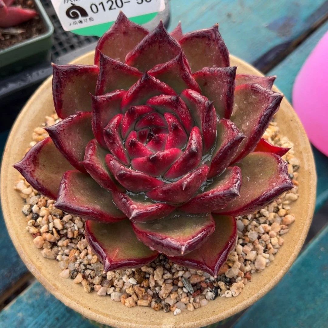 五**记从前慢多肉精选编号0120.50