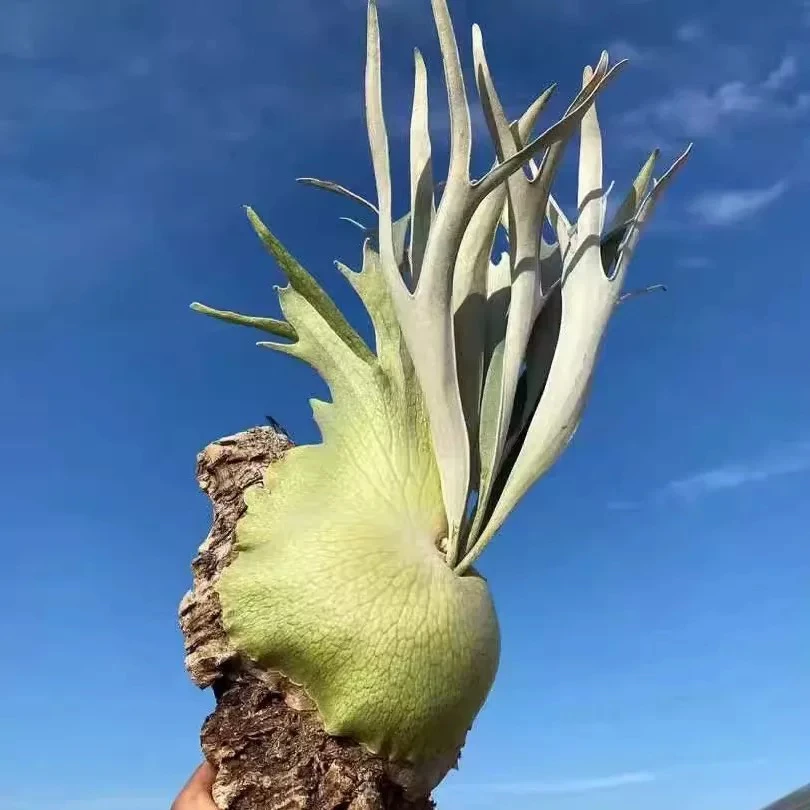 奥本河银鹿板植AR鹿角蕨高冠白色系孢子叶新手必入鹿角蕨高阶品种