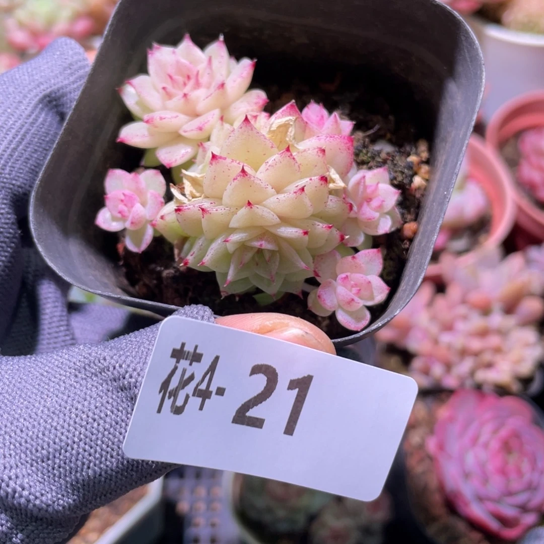 花利美 4-21麦秆群