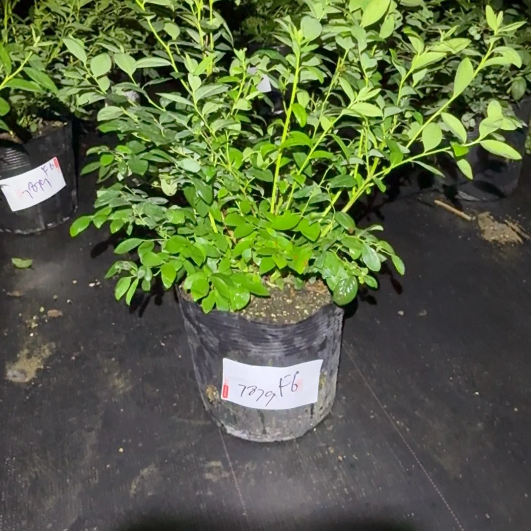 养****深大钵f6，一物一拍7879