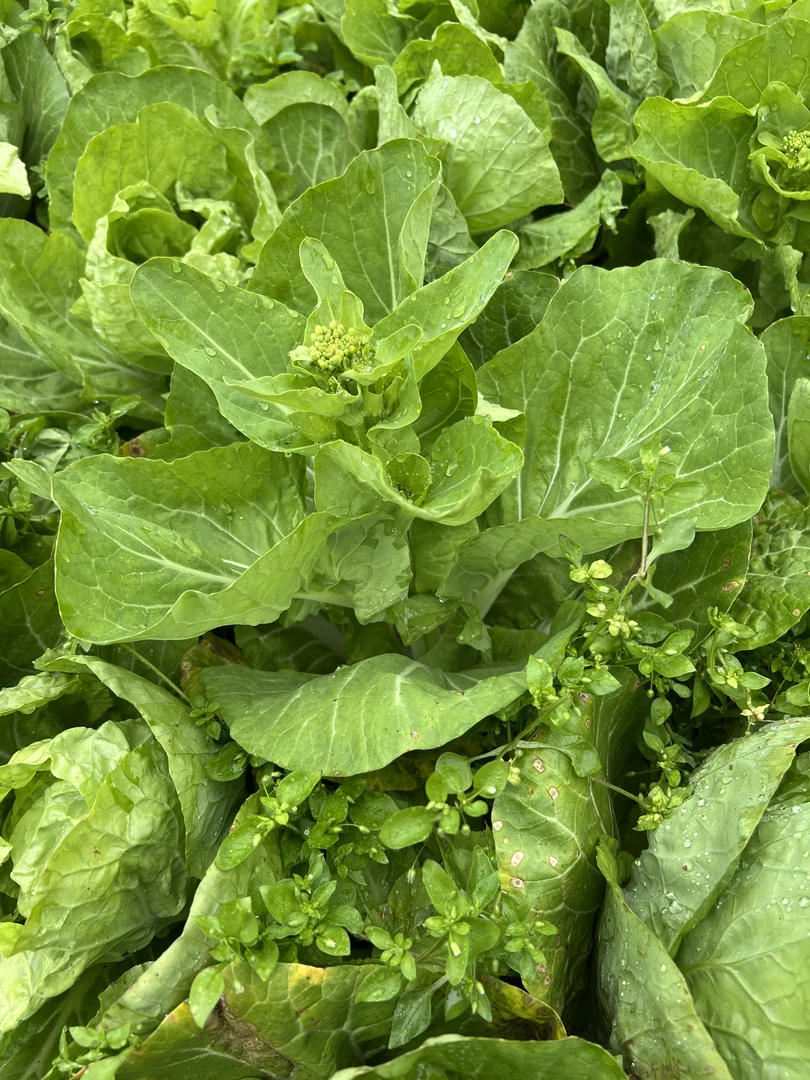 【白菜苔】湖北恩施特产高山富硒白菜苔农家自种应季蔬菜脆嫩白菜苔