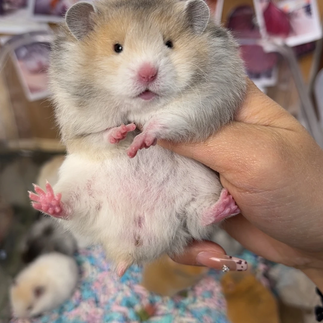 国外卷火波弟弟148