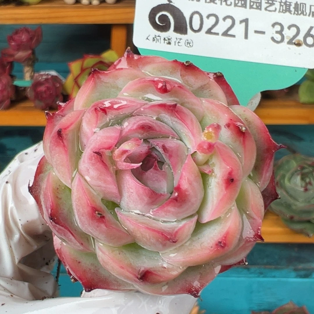 从前慢多肉精选编号0221.326