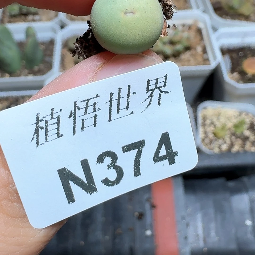 374号多肉植物哇f g