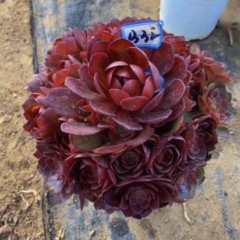 红魔多肉植物32多肉不包断