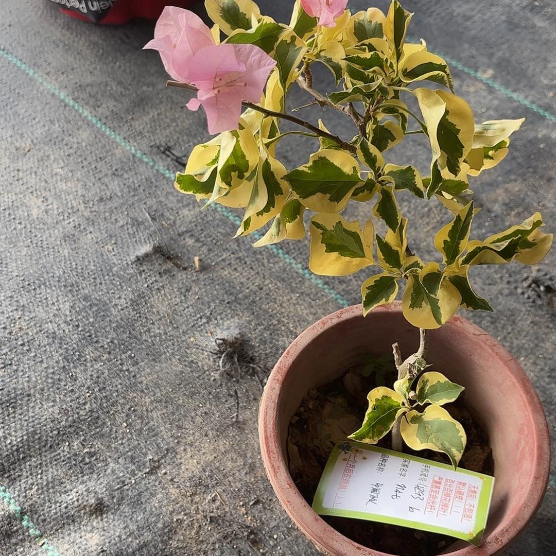 M***7完全开放中国丽人