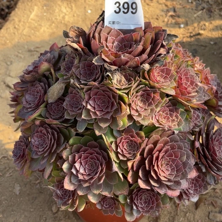 398多肉植物红魔植物