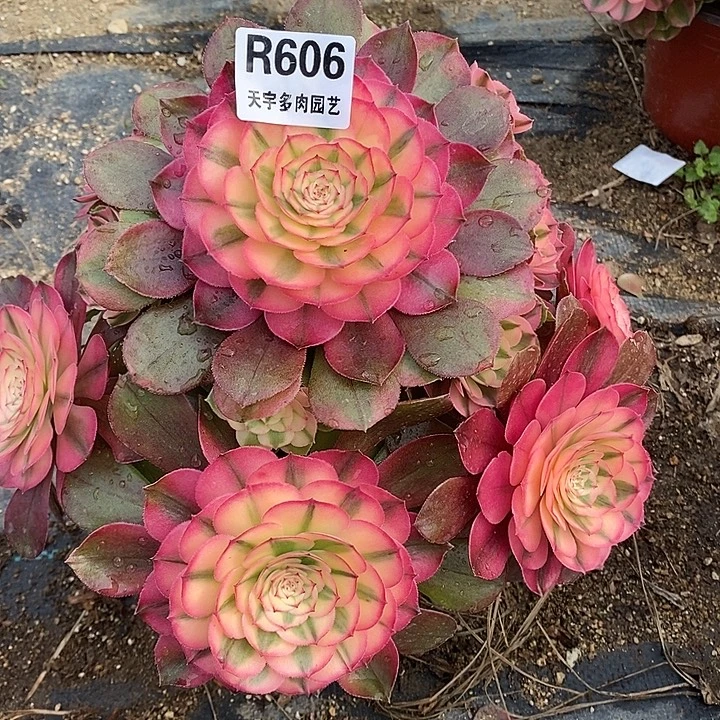 多肉植物荔枝606多肉