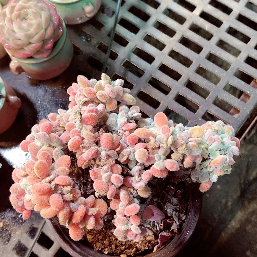 美肉肉哦哦哦哦哦哦