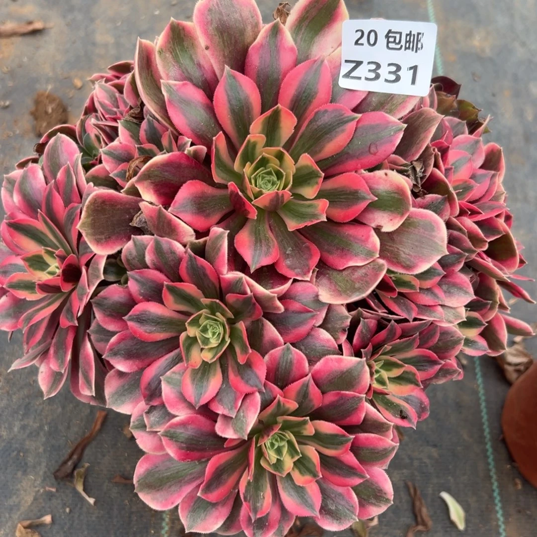 331女妖，满20包邮嘟叮熊