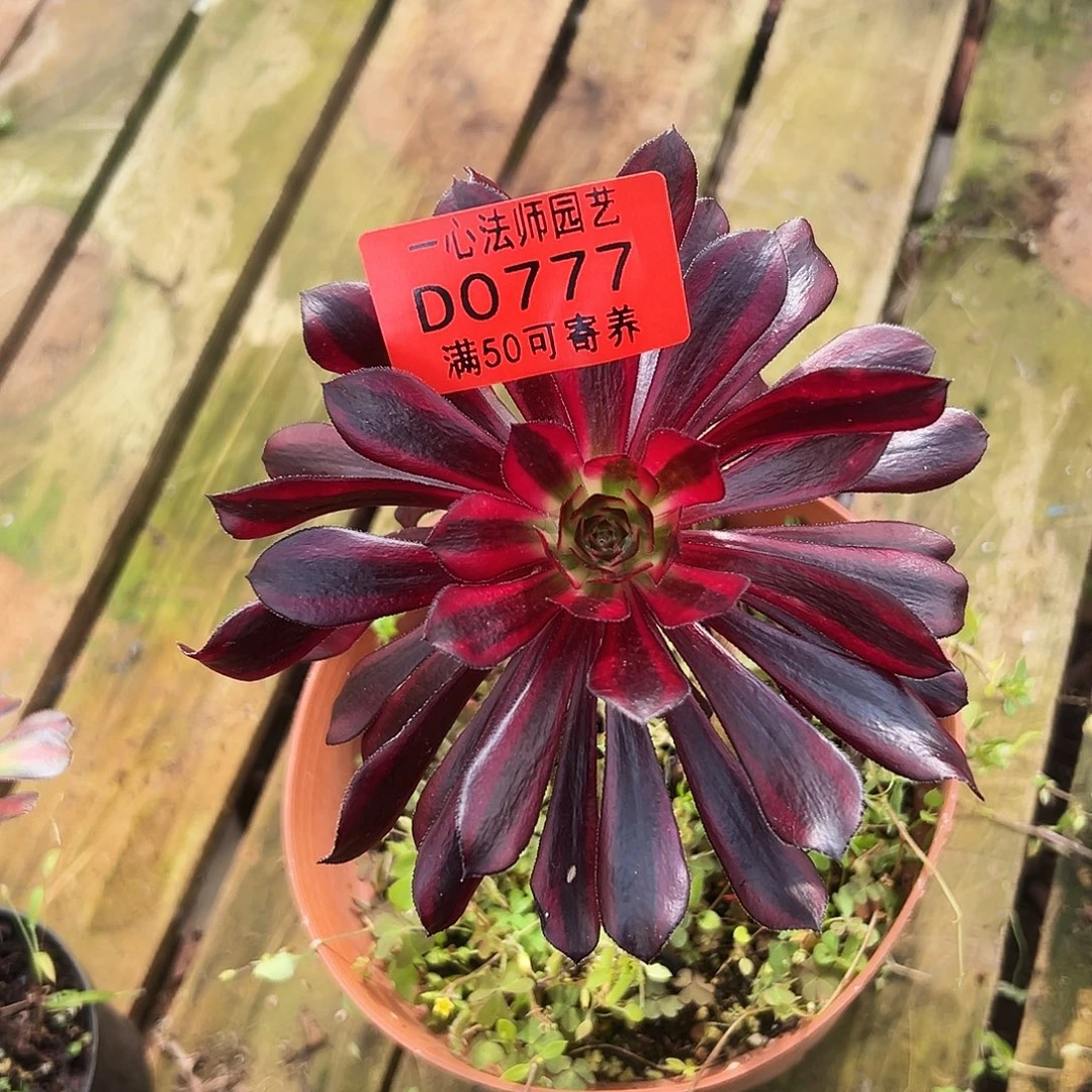 多肉植物多肉植物0777