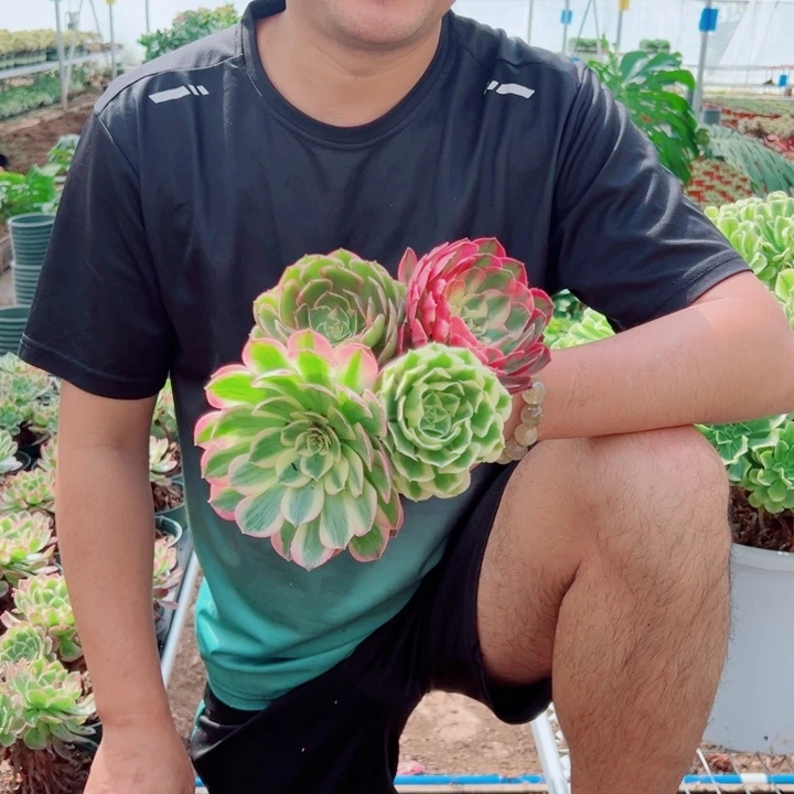 4个单头多肉法师