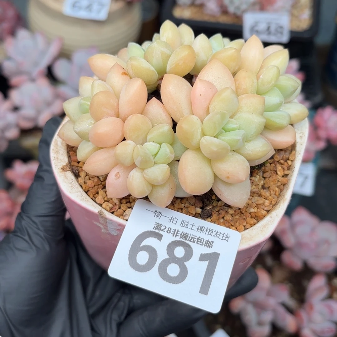 泡泡糖整群无盆土发货