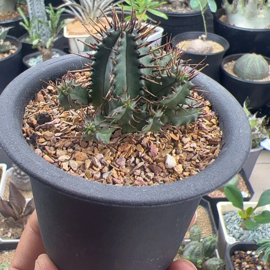 红刺麒麟一物一拍默认脱土发