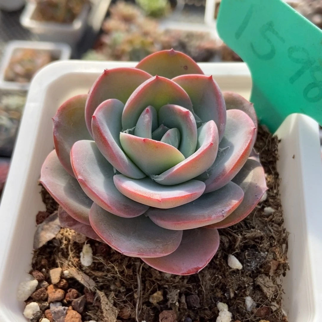 1598布鲁蓝多肉植物保护