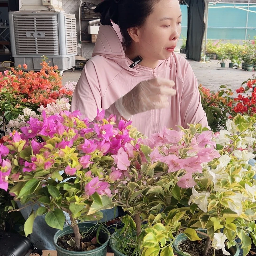 大部分花苞少量开放金钱豹，金边白，金边粉可爱组合