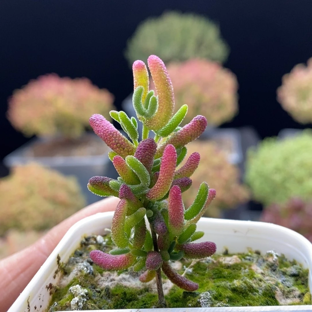 085糖球锦。