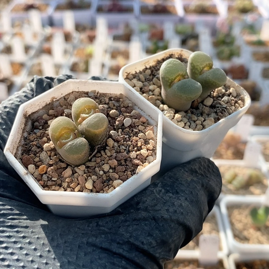 一物一拍两颗双头风铃