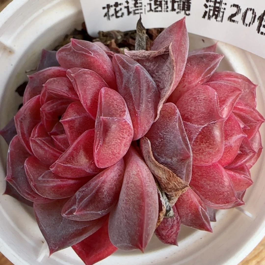 花语逸境0211-345