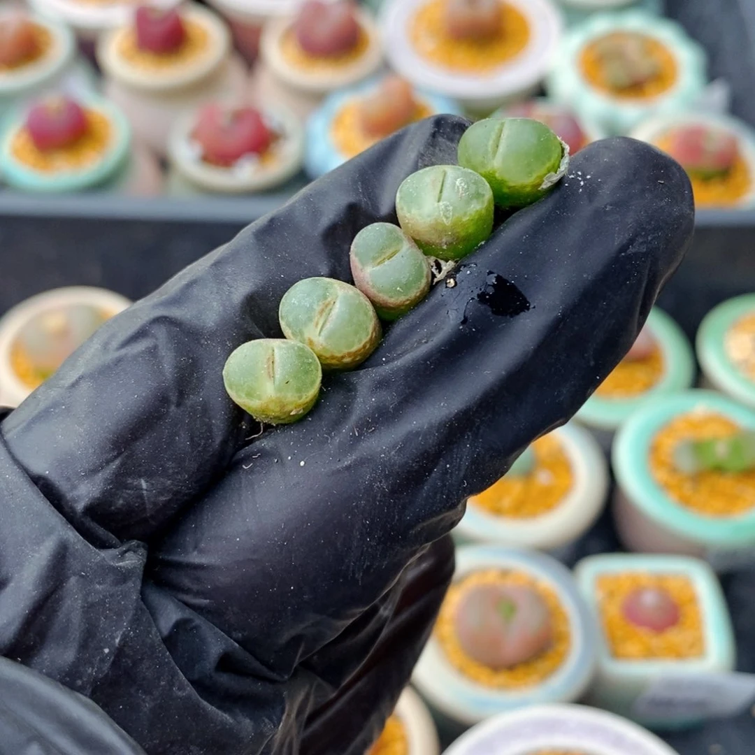 4889-一物一拍 粉樱