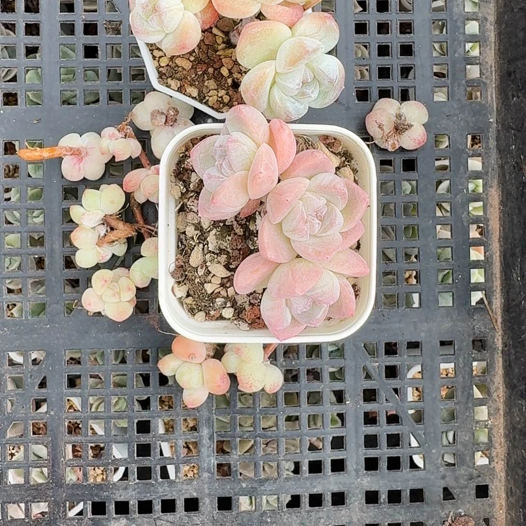 巳**?卡卡米一起两颗,