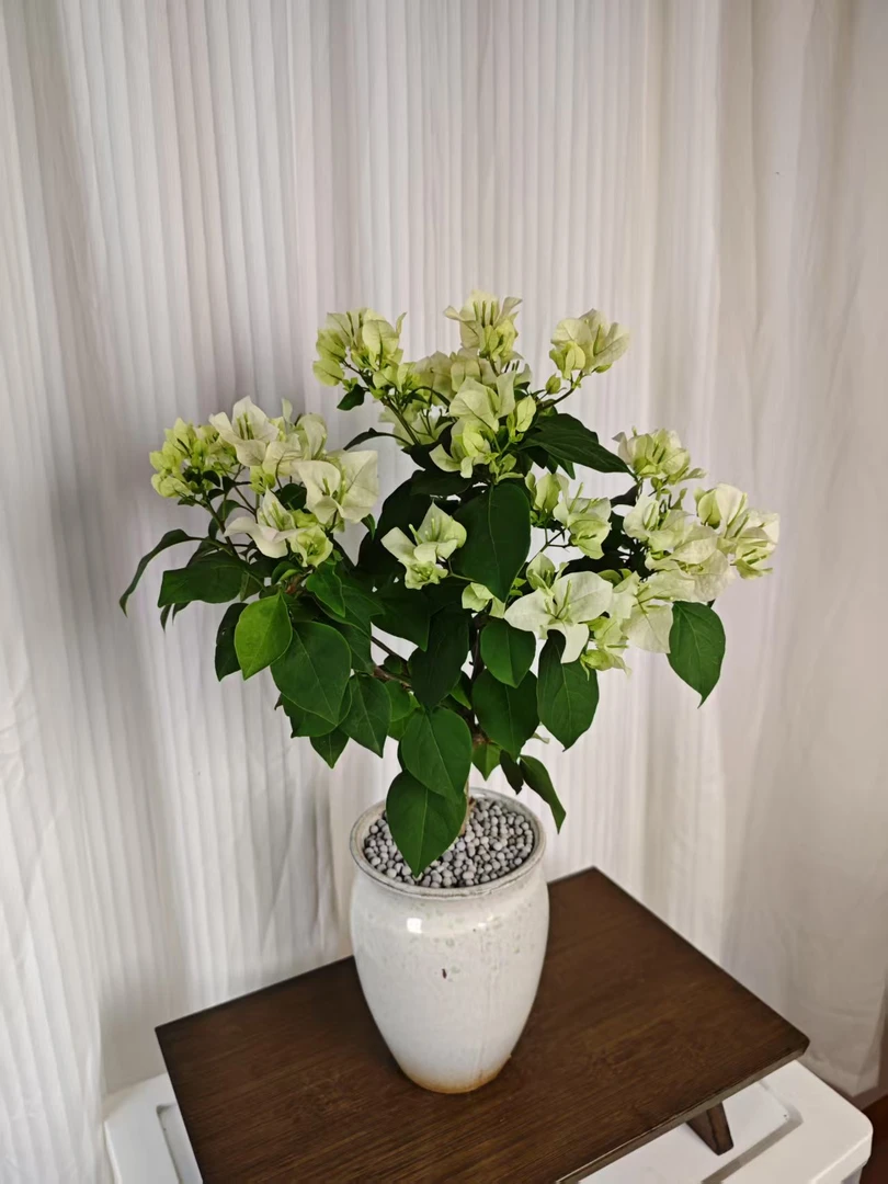 绿樱点青萝卜陶瓷盆四季勤花易养活阳台窗台客厅庭院走廊美观观花