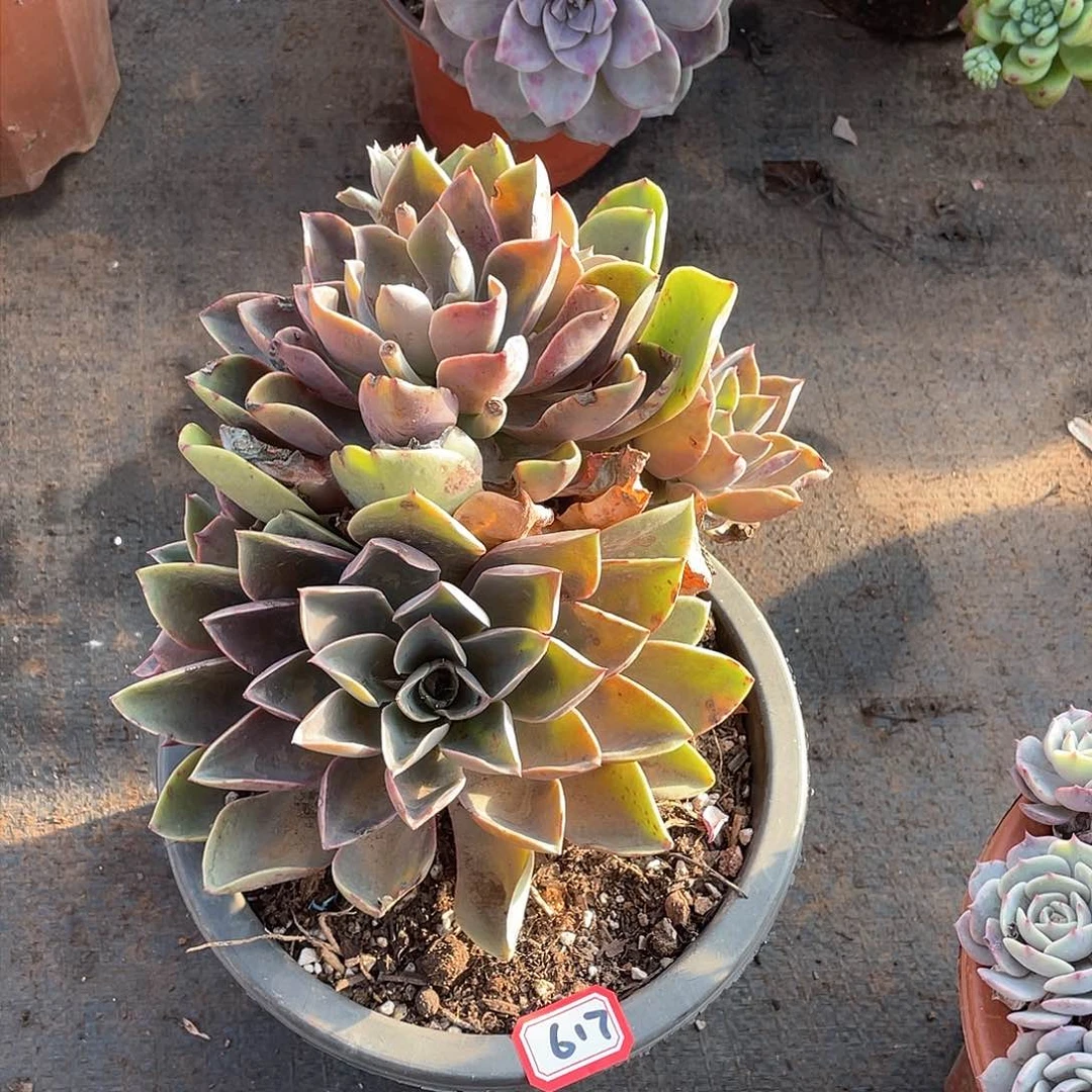 617琼斯一物一拍多肉