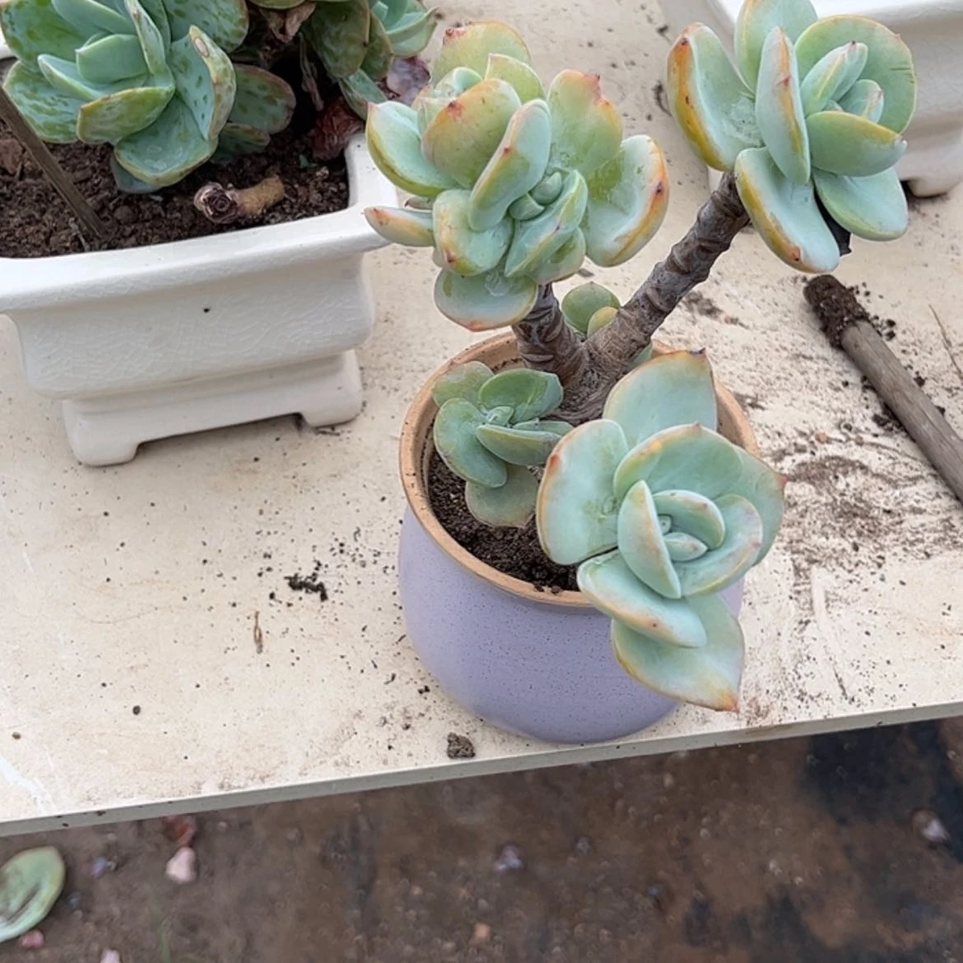 【闪购商品】无花朵招****?