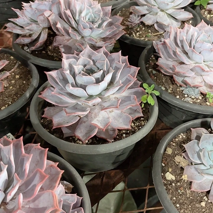 露西娜大单头多肉盆栽