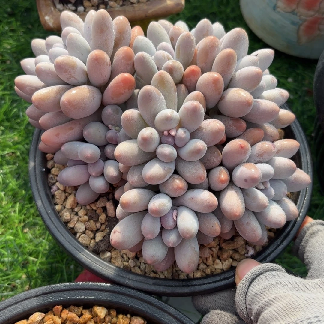 大叶汤圆88888888888多肉