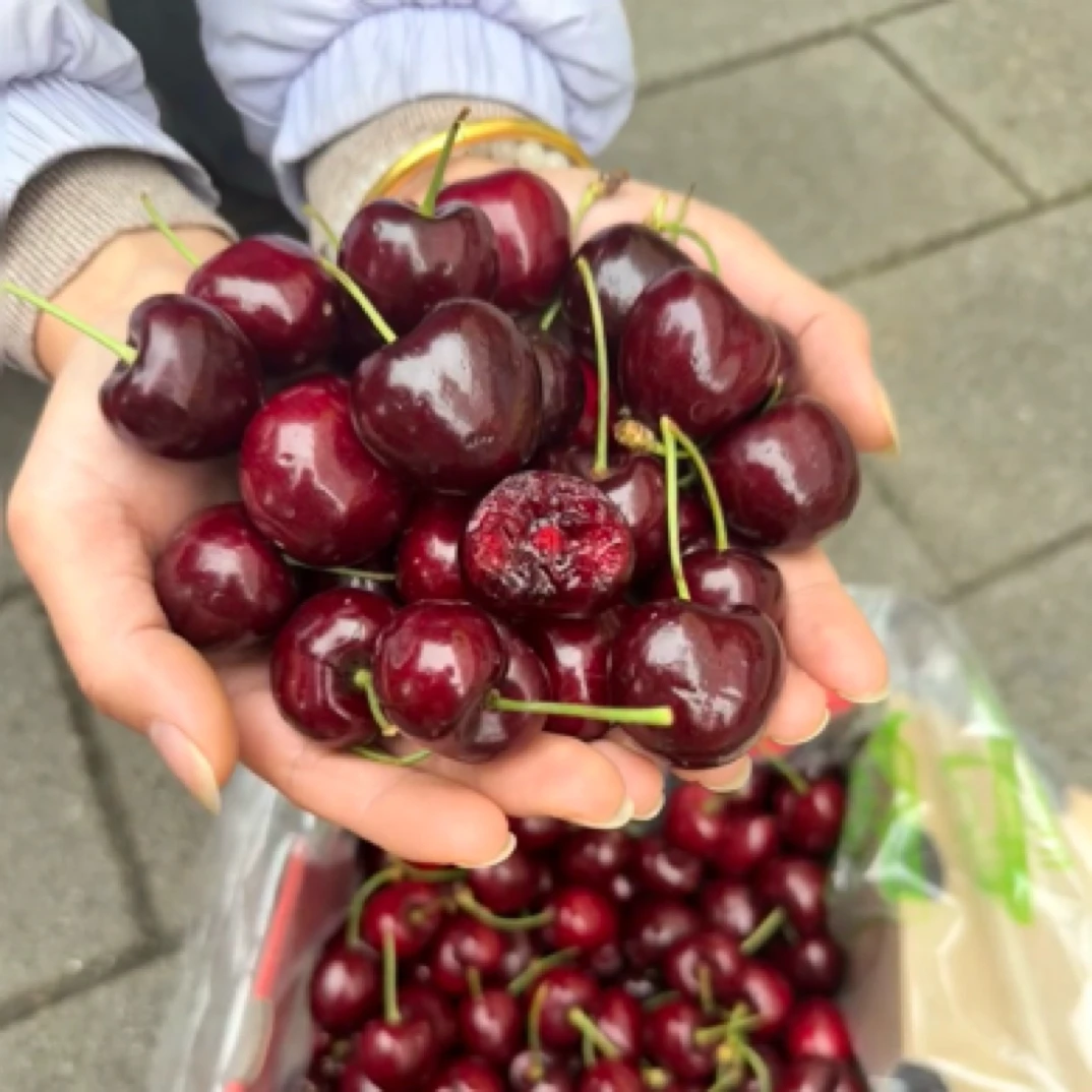 智利桑提娜车厘子2-5斤散装（5J)