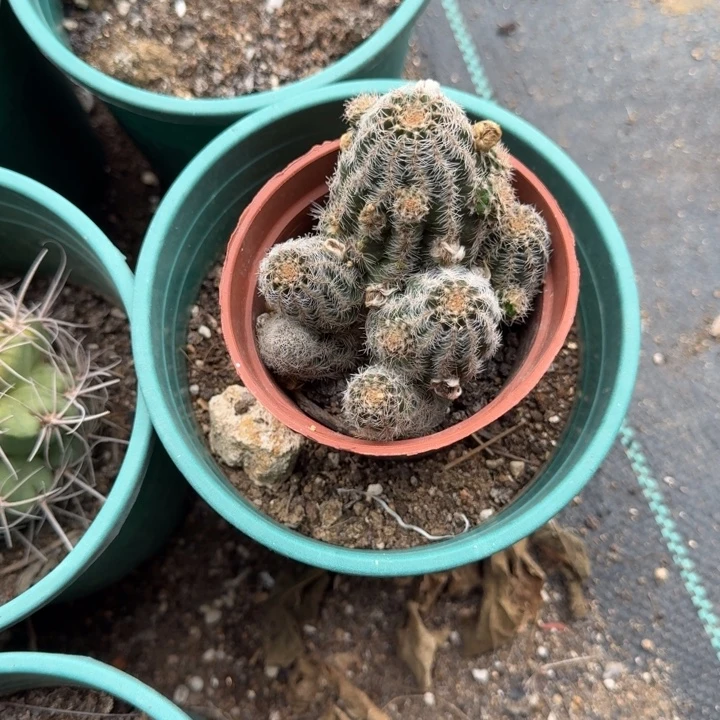 我***在高山丽花仙人球75