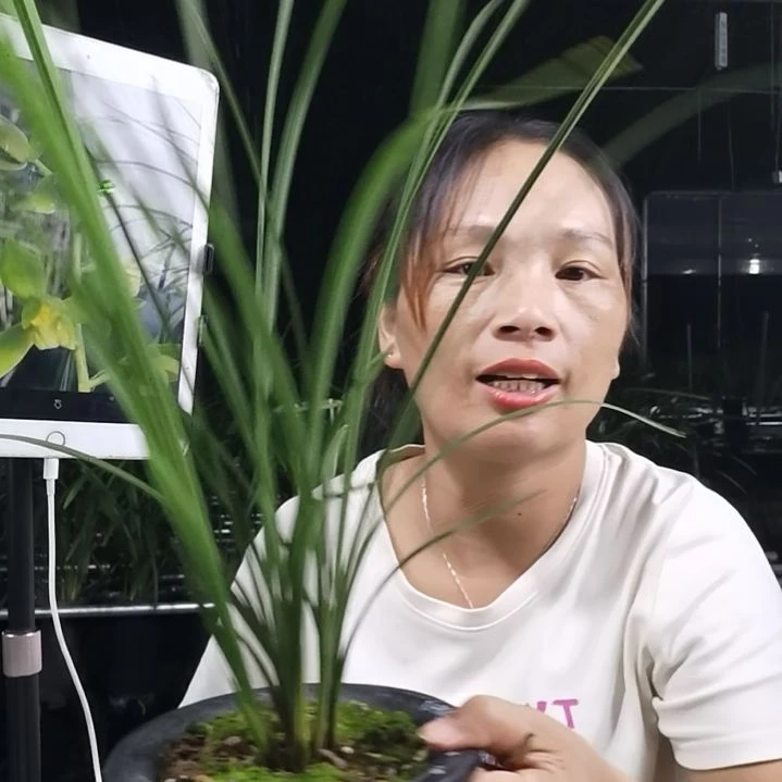 完全开放惠兰金奧素