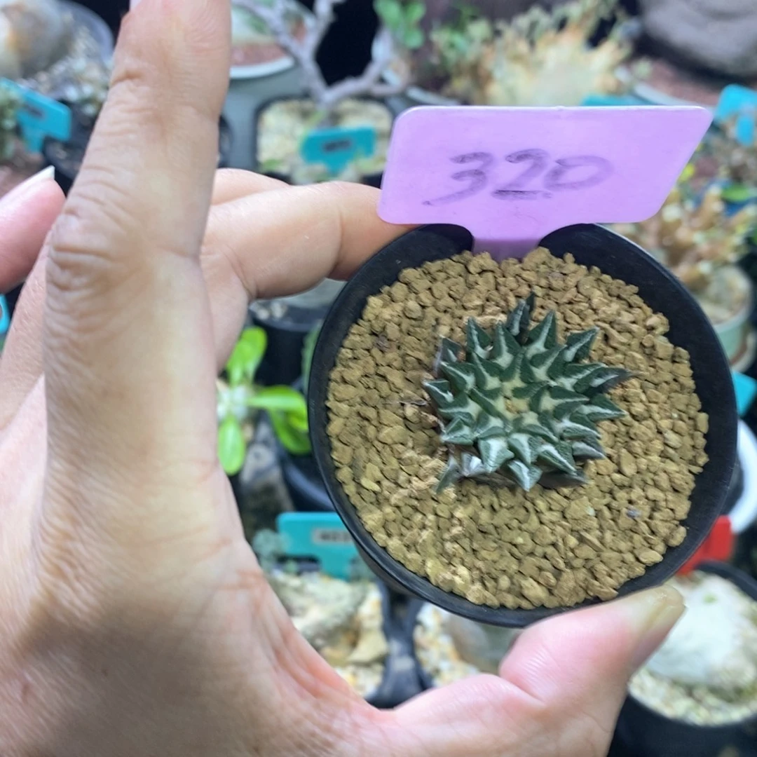 黑牡丹多肉植物一个