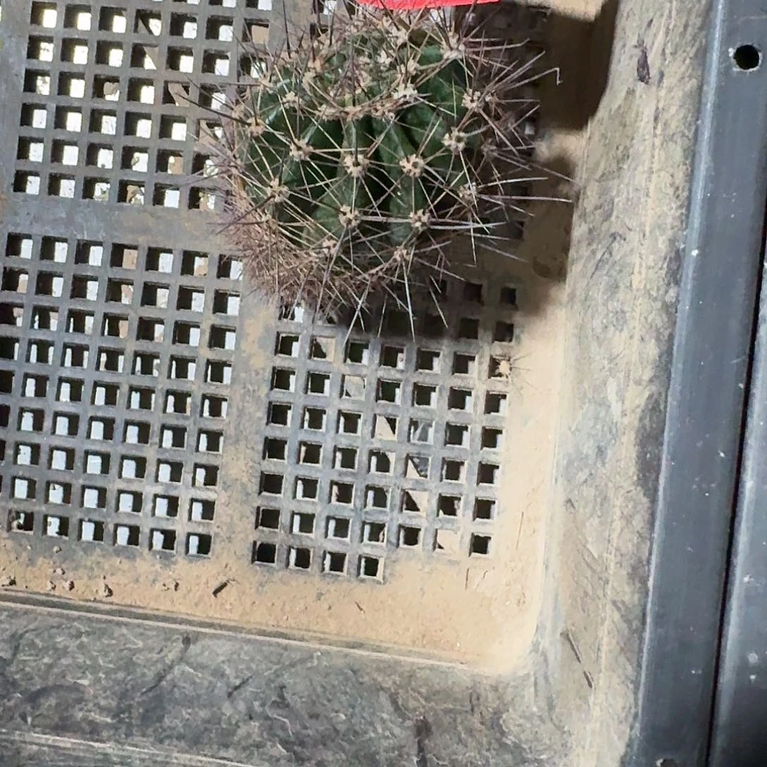 我***弟蚂蚁气根彩草仙人球