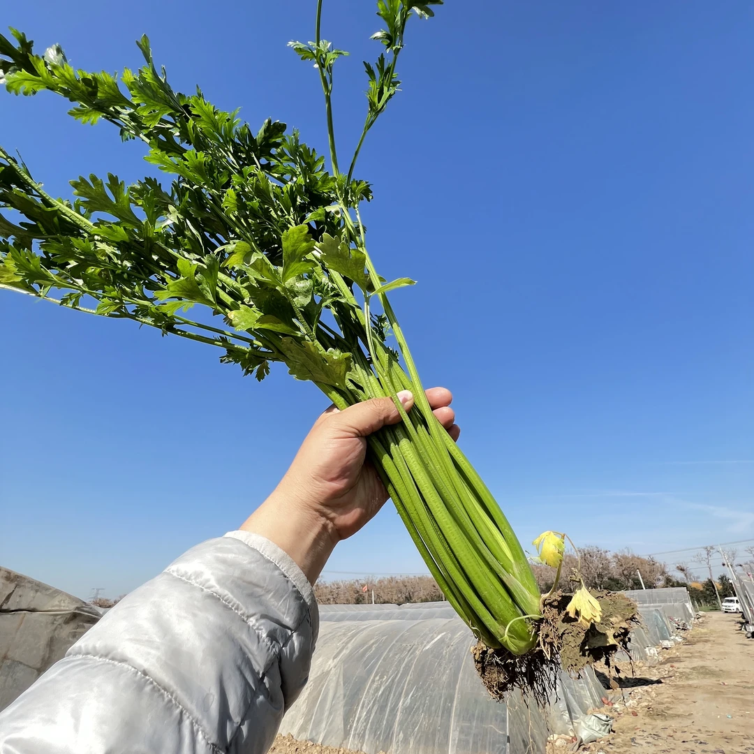 新鲜鲍芹芹菜无筋无丝嫩芹菜农家土芹芹菜饺子炒芹菜