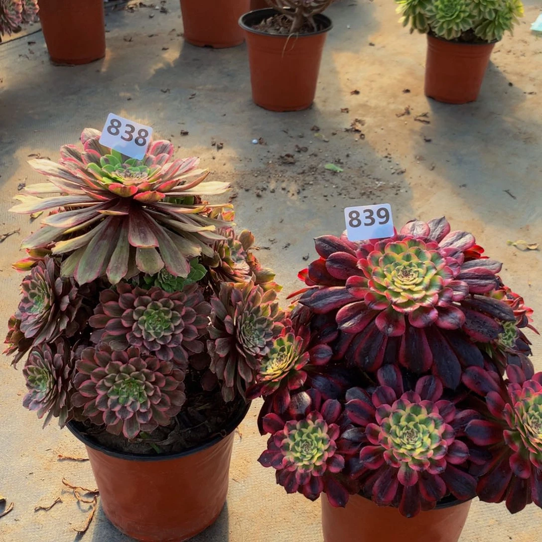 【闪购商品】?****）838。839粉黛。舞天姬福利