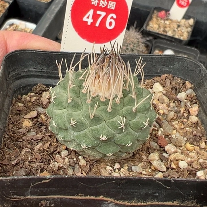 实生母本菊水3cm一棵仙人球