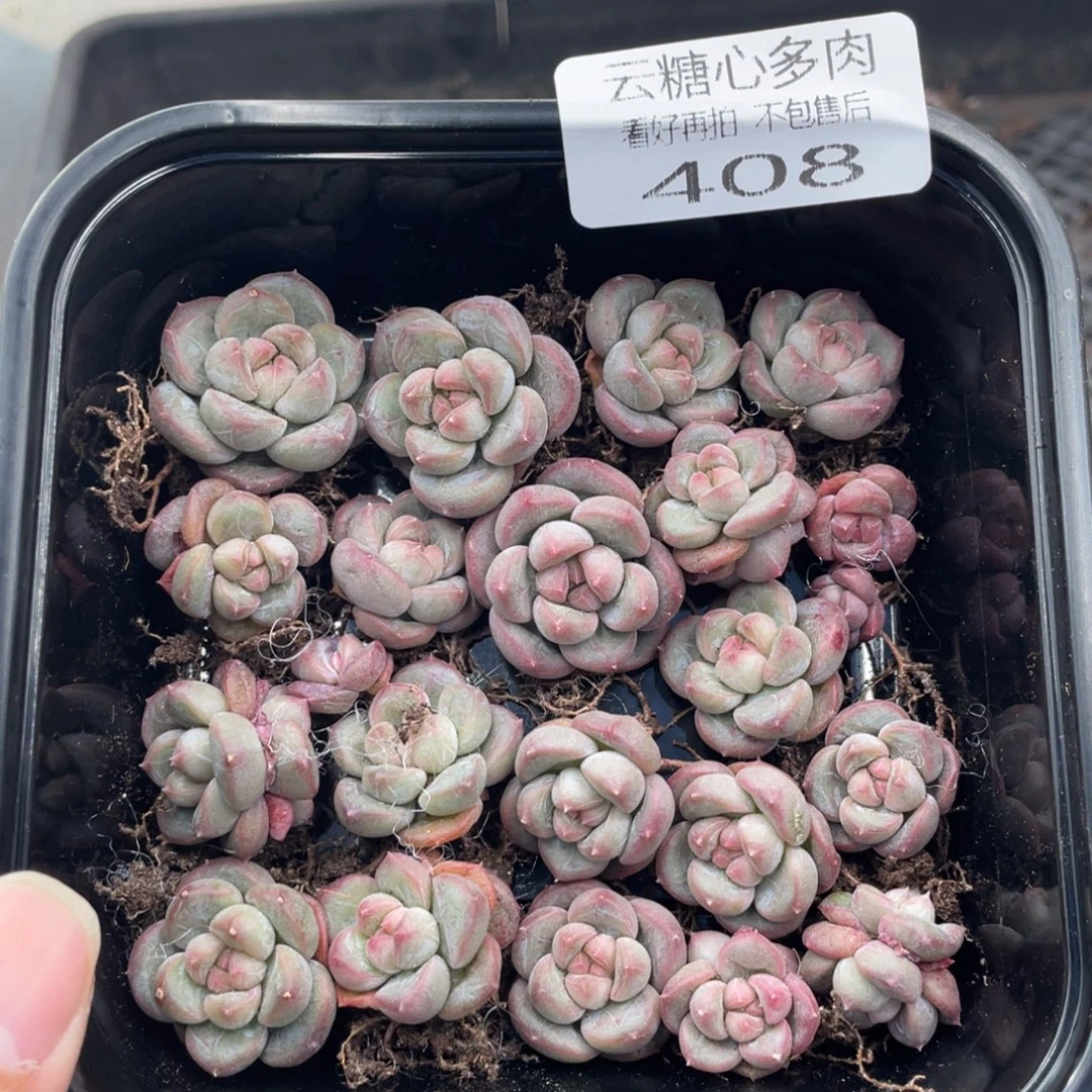 云糖心多肉植物408