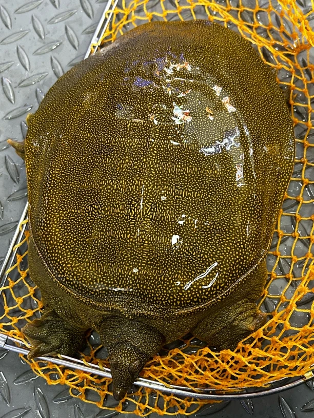 黄甲鱼（活）