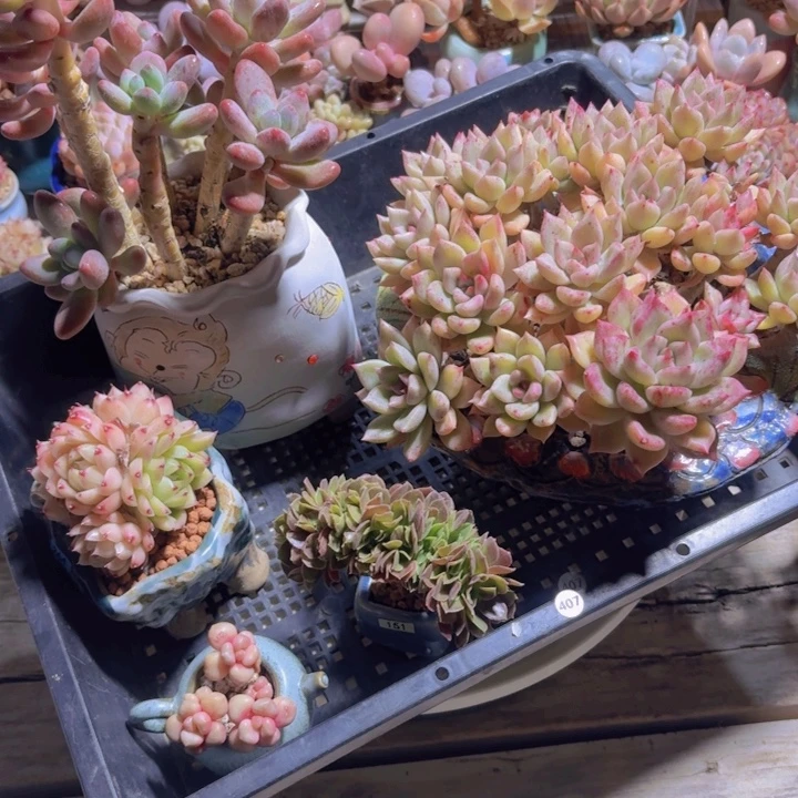 l***y框拍一物一拍编号07