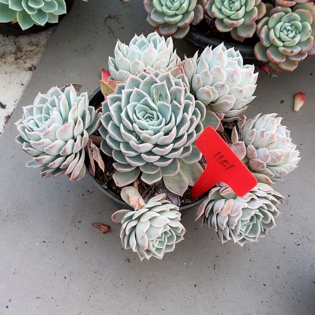 艾*1151约瑟琳多肉植物