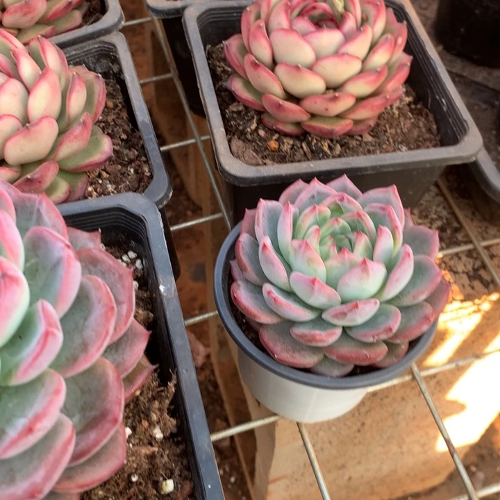 小红鸾多肉植物9.99两单包邮