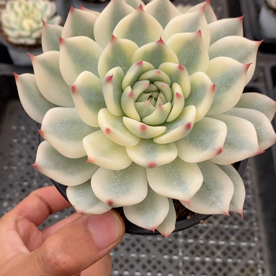 吉娃娃锦多肉植物A153